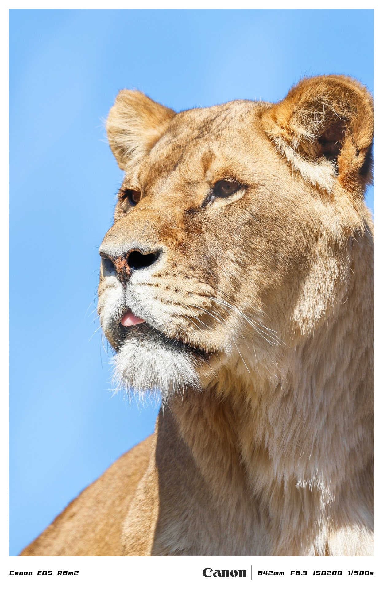 classic1模板预览