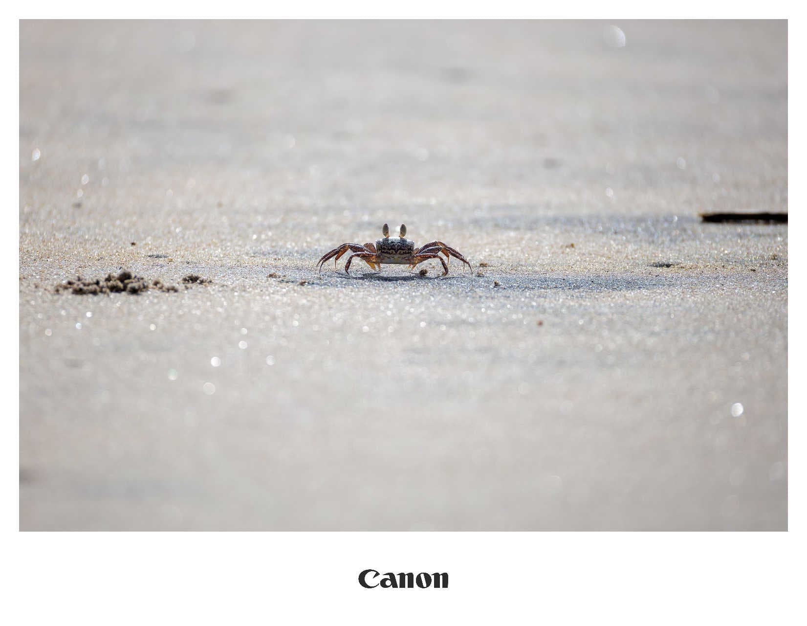 classic3模板预览