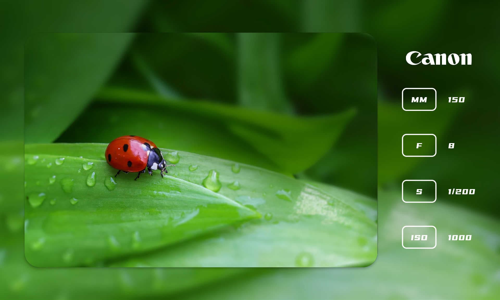 transparent1模板预览