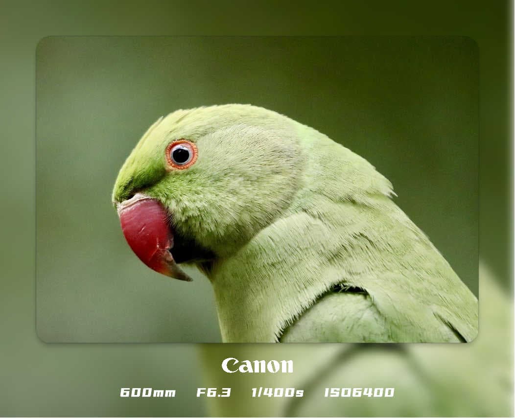 transparent2模板预览