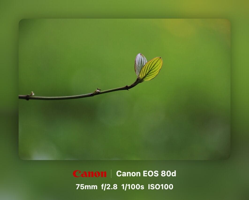 模板预览 template20