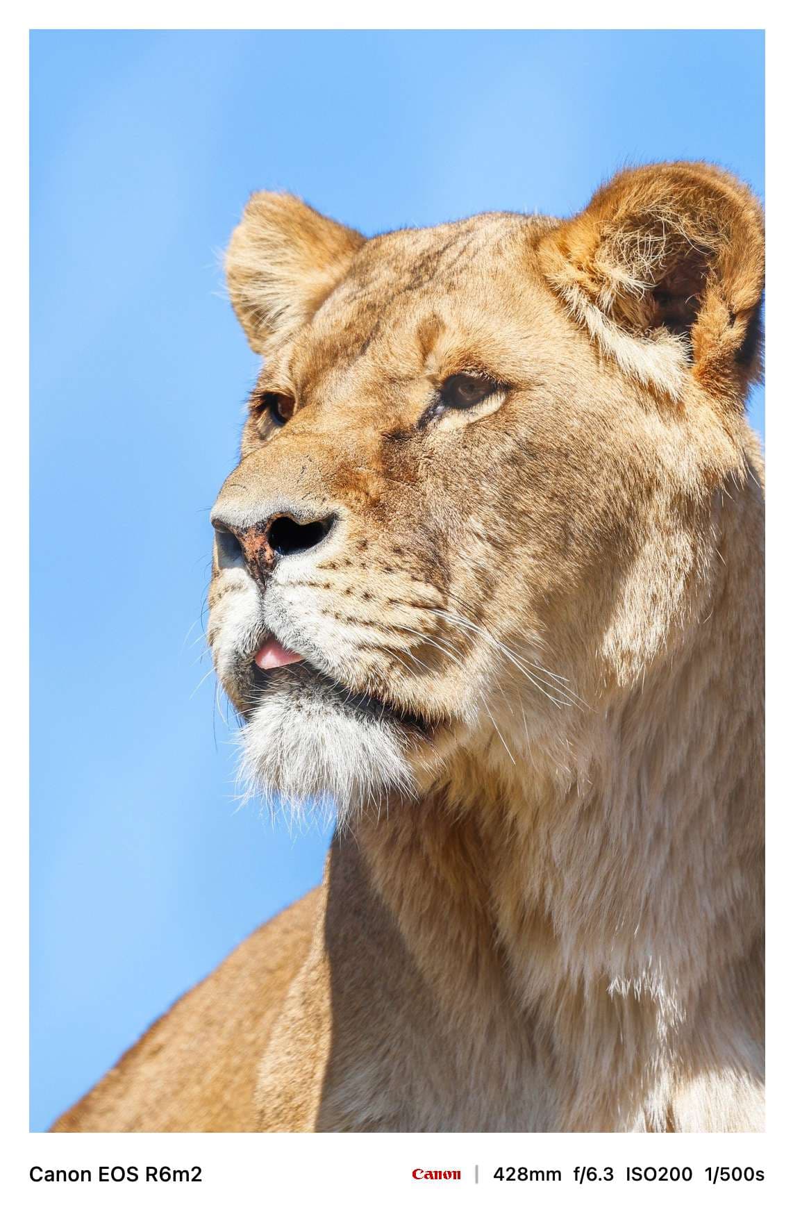 经典一模板预览