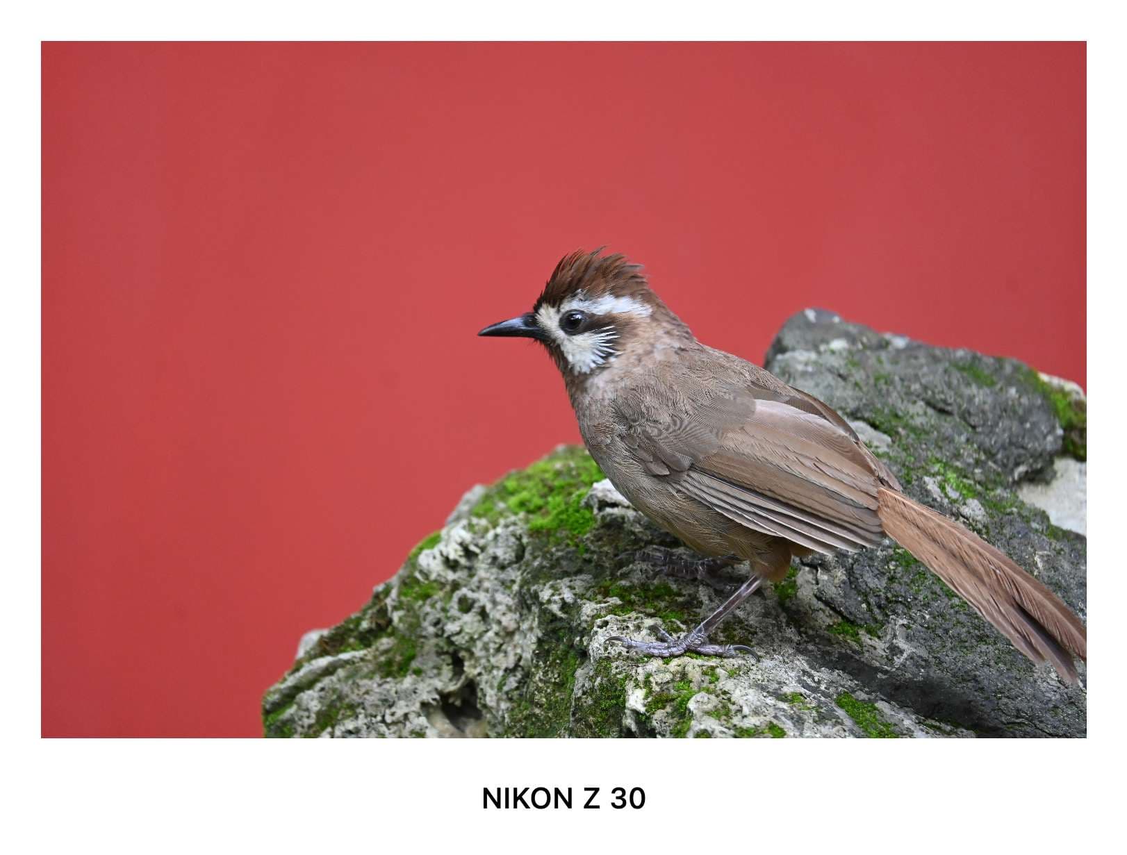 经典三模板预览