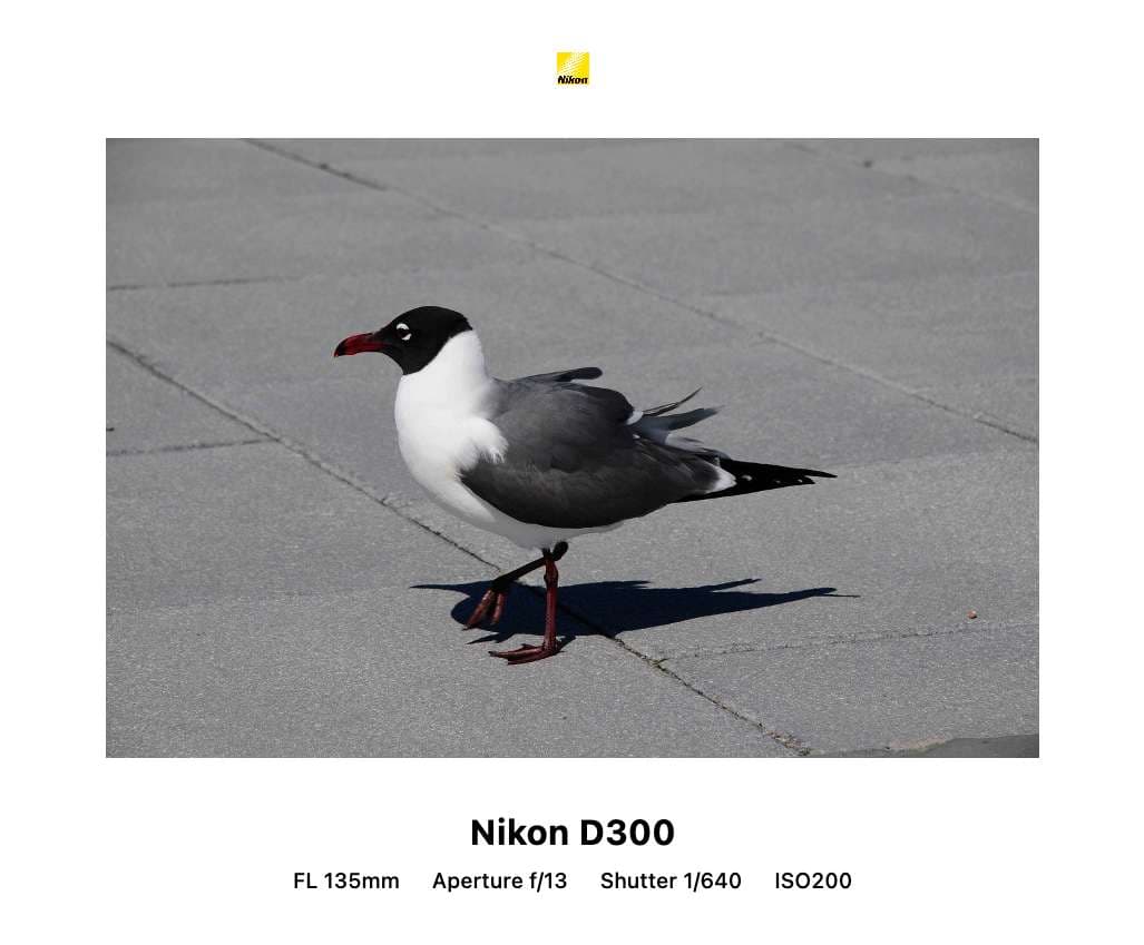 经典九模板预览