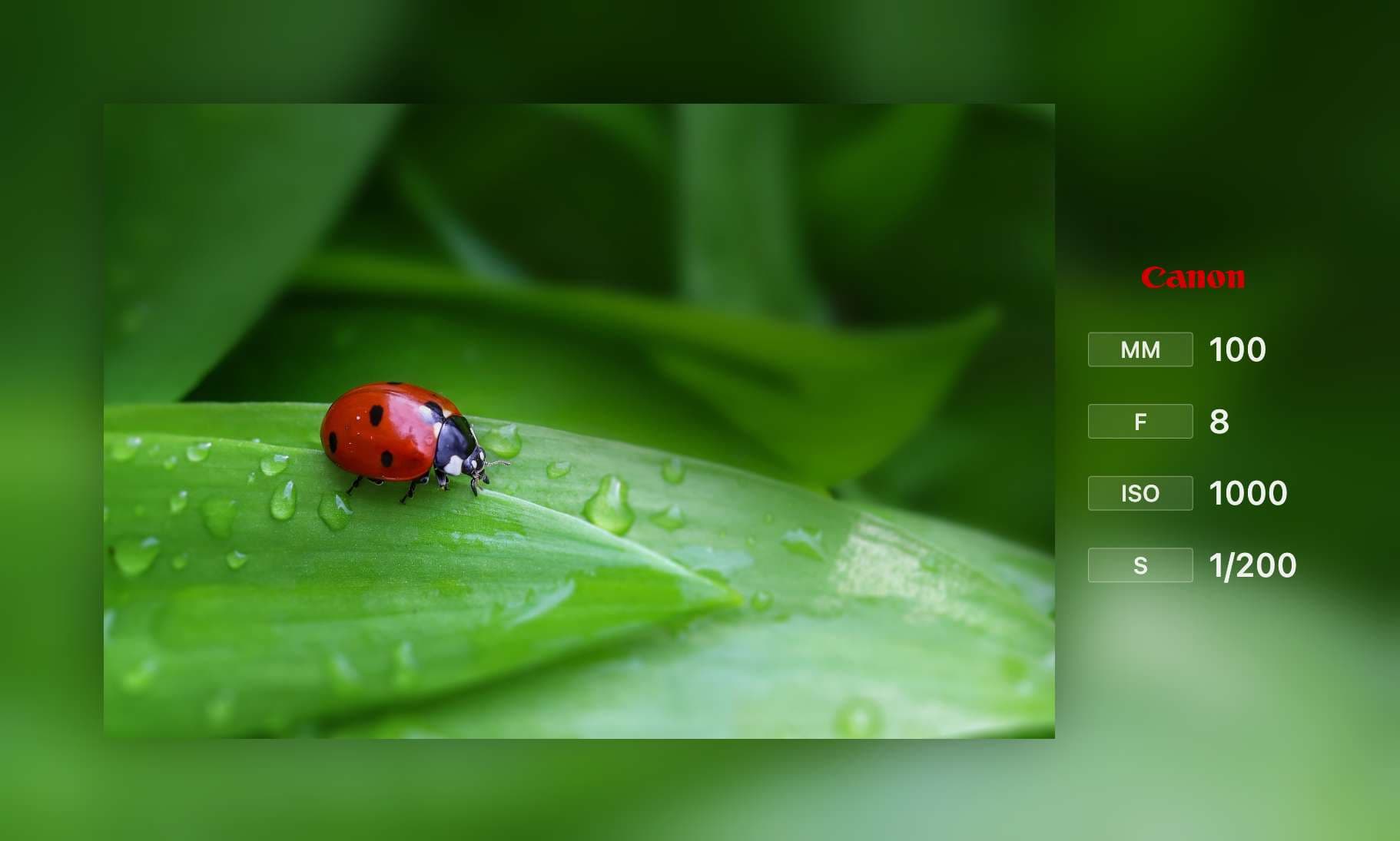 透明一模板预览